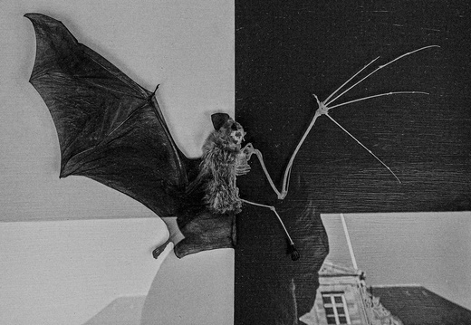 Half-Bat