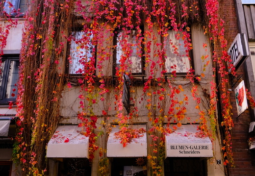 Autumn Leaves