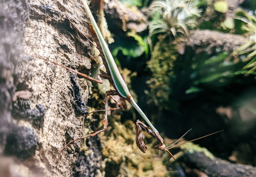 Mantis