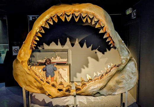 Megalodon