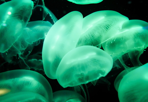 Jelly Fish